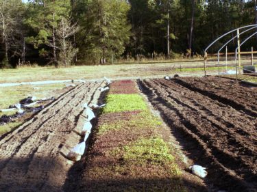 Farm Picture