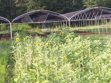 Farm Picture