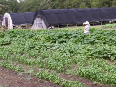 Farm Picture