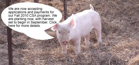 Picture of a pig